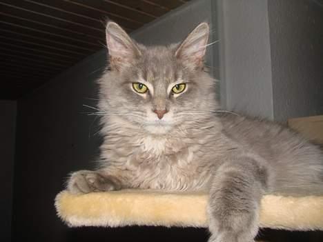 Maine Coon Buster - Hej.... Jeg er Buster.... billede 1