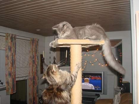 Maine Coon Buster - " Kom og fang mig hvis du kan "... :-) billede 2