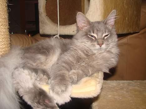 Maine Coon Buster - Skal altså have en større seng...... billede 3