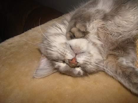 Maine Coon Buster - ZZZZZZZZZZzzz..... billede 4