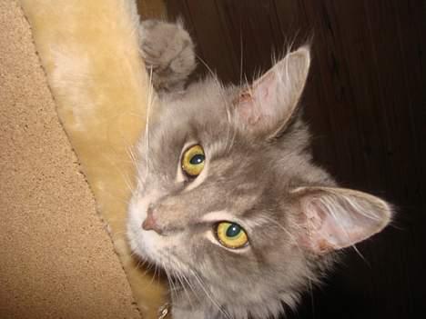 Maine Coon Buster - " Titte bøøøøø.... "  billede 5