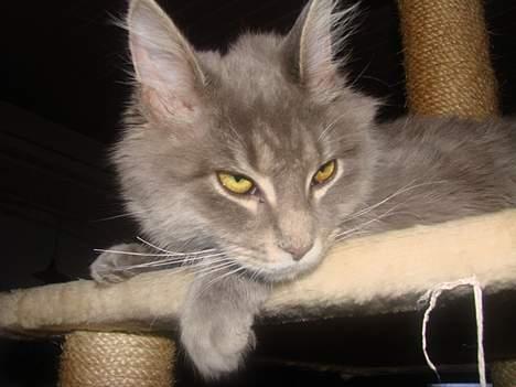 Maine Coon Buster - " er jeg ikke bare lækker" billede 6