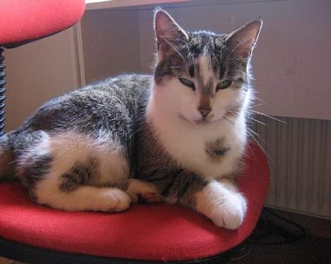 Huskat futte - super´mis <3 billede 8