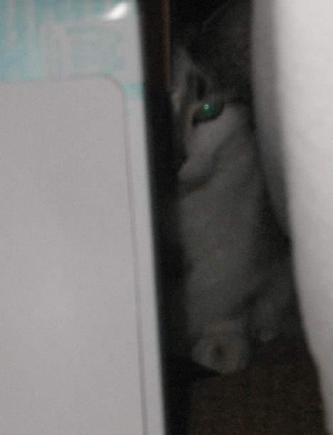 Huskat futte - super´mis <3 billede 9