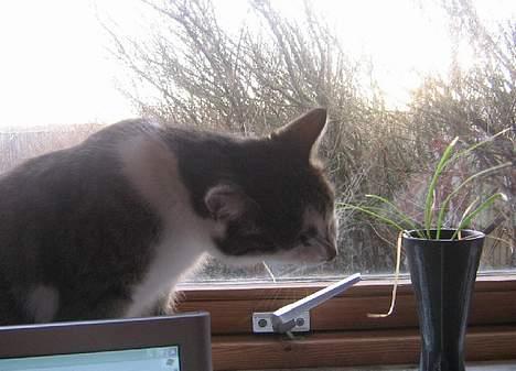 Huskat futte - super´mis <3 billede 10