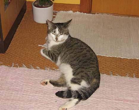 Huskat futte - super´mis <3 billede 11