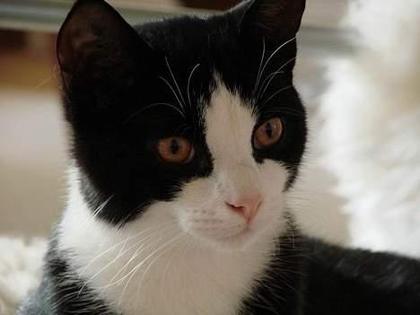 Huskat Ozzi - Se hvor stor og flot jeg er billede 18