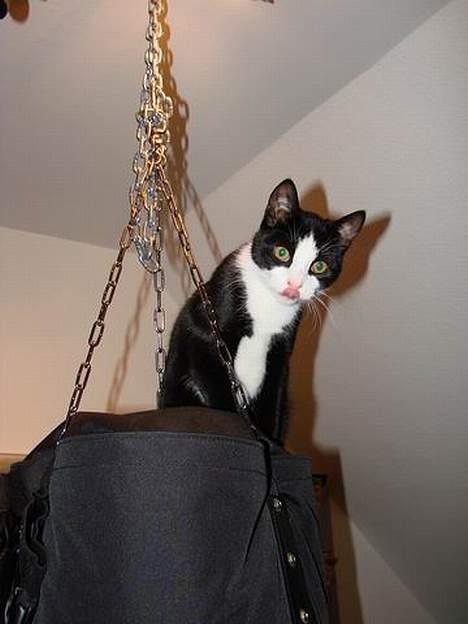 Huskat Ozzi - Ha ha, du kan ikke nå mig billede 19