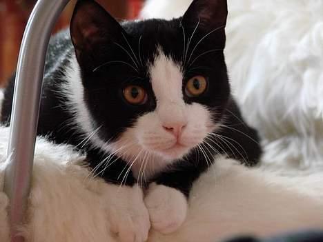 Huskat Ozzi - Hejsa billede 20