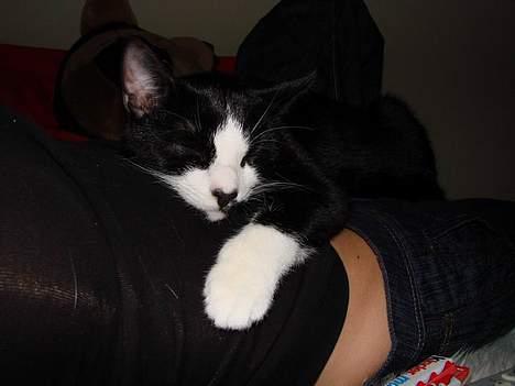 Huskat Kitler - Jeg skal jo også sove engang imellem. billede 17