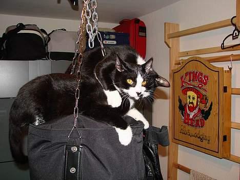 Huskat Kitler - Ih, den lille lort. billede 18
