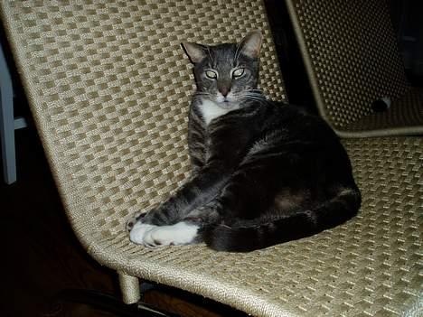 Blanding af racer Zachs billede 1