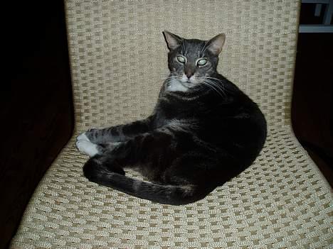 Blanding af racer Zachs billede 2