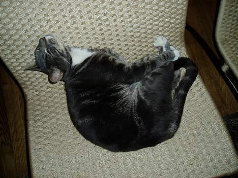 Blanding af racer Zachs billede 3