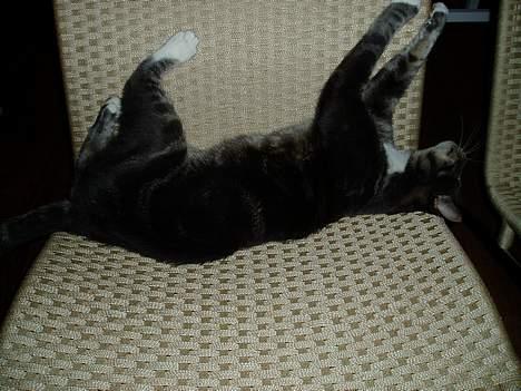 Blanding af racer Zachs billede 4