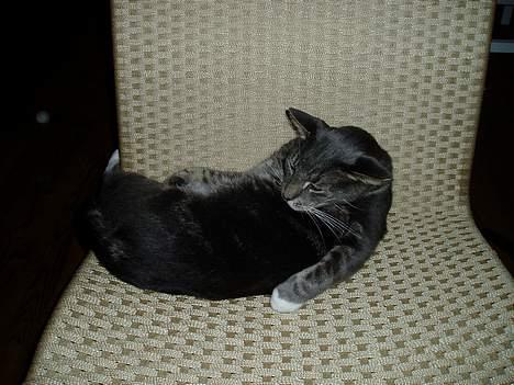 Blanding af racer Zachs billede 5