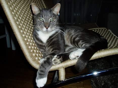 Blanding af racer Zachs billede 7