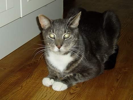 Blanding af racer Zachs billede 8