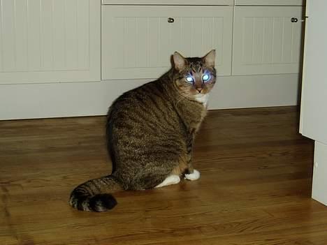 Blanding af racer Milton billede 1