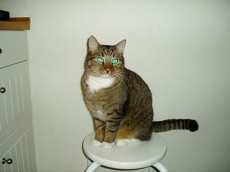 Blanding af racer Milton billede 2