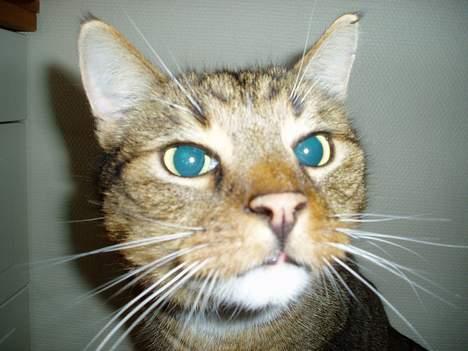 Blanding af racer Milton billede 3