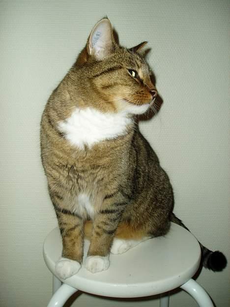 Blanding af racer Milton billede 4