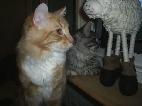 Blanding af racer Balou billede 16