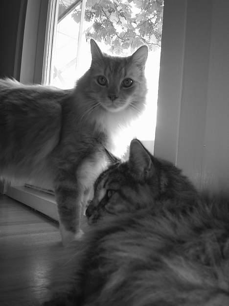 Blanding af racer Balou billede 17