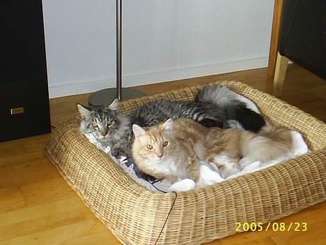 Blanding af racer Balou - så hyggeligt at putte med brormand billede 18