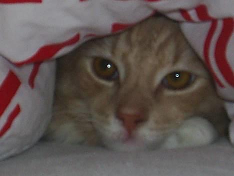 Blanding af racer Balou - dejligt at ligge under dynen!! billede 19