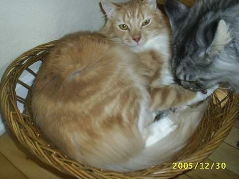 Blanding af racer Balou - så det vasketid.. billede 20