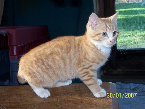 Blanding af racer Sprutte  - Hey tog du billedet af mig lige der.  billede 8