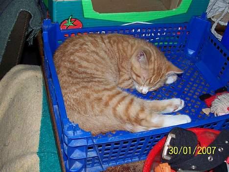 Blanding af racer Sprutte  - Så nu er jeg meget træt.  billede 9