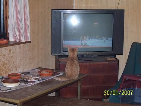 Blanding af racer Sprutte  - Uhh jeg er optaget  billede 10