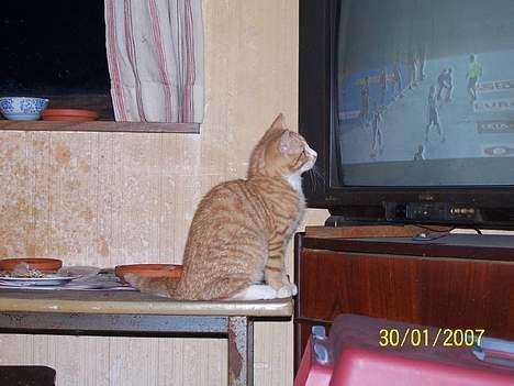 Blanding af racer Sprutte  - Nerj jah dwet er rigtigt (ser herrehåndboldt) billede 11