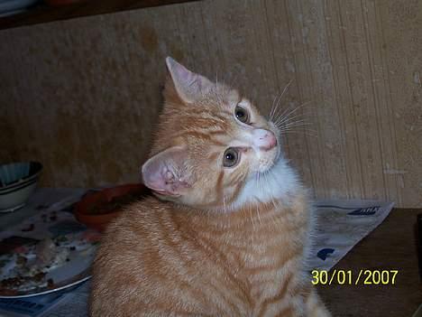 Blanding af racer Sprutte  - Det er godt nok spændende og hvem der vinder.  billede 12