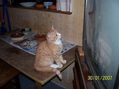 Blanding af racer Sprutte  - Nej hvor er det spændende  billede 13