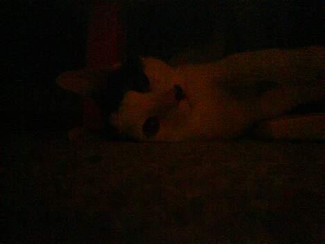 Huskat **Basse** [ himmelkat ] - "Kan du se mig her nede under sofaen?" billede 14