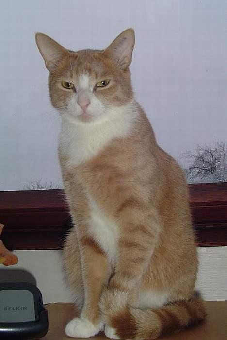 Blanding af racer Sylle    (Død...) billede 16