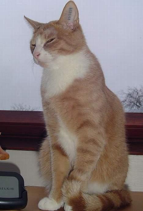 Blanding af racer Sylle    (Død...) billede 17