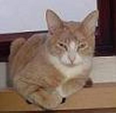 Blanding af racer Sylle    (Død...) billede 19