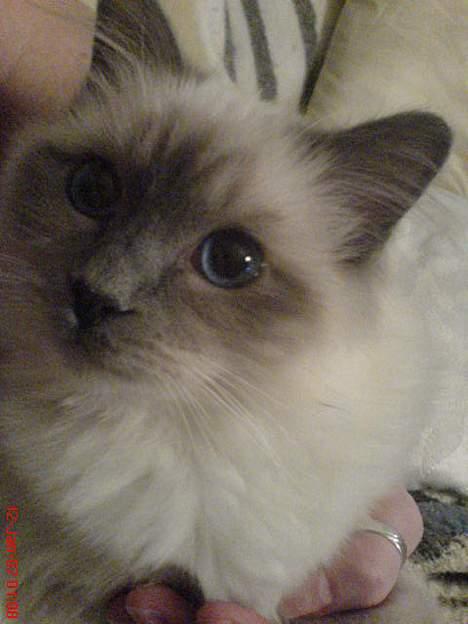 Hellig Birma Kasmir - Her er mine flotte ølne :0 billede 3