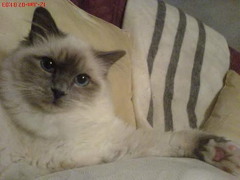 Hellig Birma Kasmir - vil du putte med mig?... billede 4