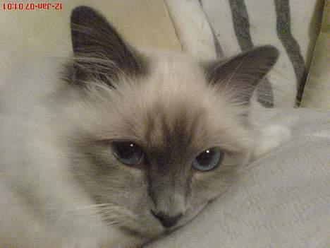 Hellig Birma Kasmir - Så slapper vi lige af :) billede 5