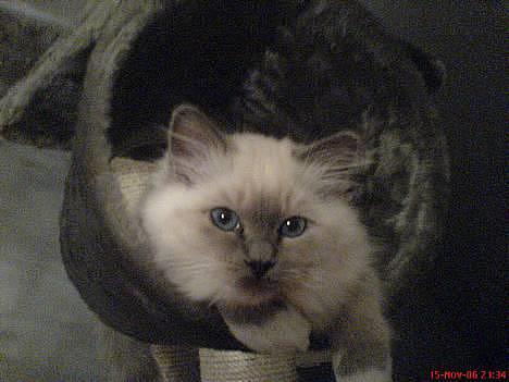 Hellig Birma Kasmir - Heej heej ;D Jeg er såe dejlig , synes du ikke ?  billede 6