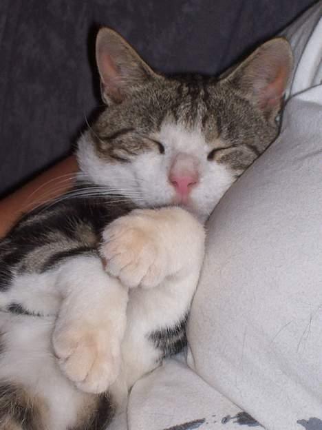 Huskat misser - er han ikke bare dejlig billede 1