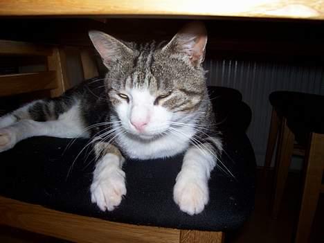Huskat misser - her ligger han og slapper af billede 2