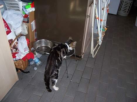 Huskat misser - her for han tår vand billede 3