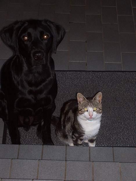 Huskat misser - her er han med sin beste ven lucky billede 4