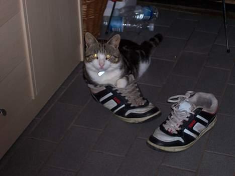 Huskat misser - her prøver han at tage mine sko på billede 5